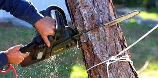 How Our Tree Care Process Works  in Aubrey, TX